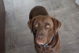 Illustration de l'article : Un chien secouru près de Nancy la tête coincée dans un sac de croquettes était maltraité depuis 2 ans