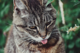 Illustration de l'article : Ces 20 races de chats sont les plus mignonnes, d'après la science