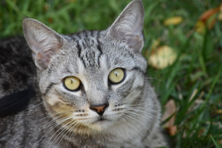 Illustration de l'article : Ces 20 races de chats sont les plus mignonnes, d'après la science