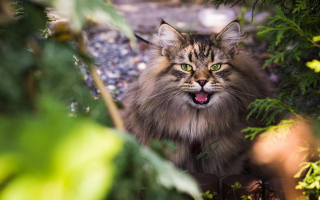 Illustration de l'article : Ces 20 races de chats sont les plus mignonnes, d'après la science