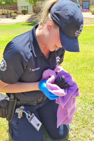 Illustration de l'article : Pompiers et association au secours d'un chaton pris au piège dans un égout pluvial où l'eau monte rapidement