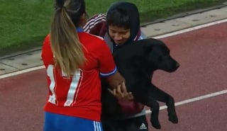 Illustration de l'article : Vidéo : Ce chien interrompt un match de football féminin international et réclame des caresses aux joueuses 