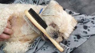 Illustration de l'article : Un Shih Tzu aveugle secouru avec les poils emmêlés voue désormais une passion dévorante pour sa brosse de toilettage