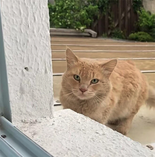 Illustration de l'article : Un chat errant tombe éperdument amoureux d’une demoiselle d’intérieur et lui rend visite chaque jour (vidéo)