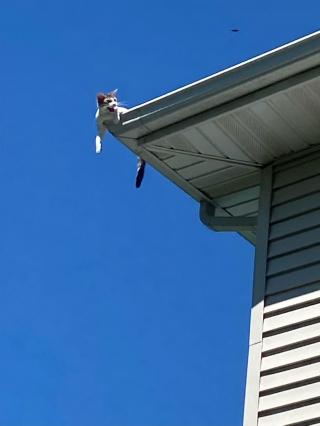 Illustration de l'article : Un chat se retrouve bloqué sur la gouttière, les pompiers sont appelés à la rescousse