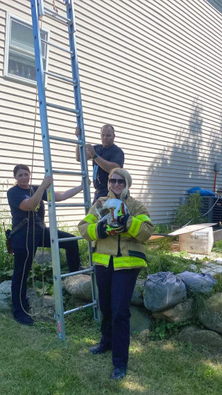 Illustration de l'article : Un chat se retrouve bloqué sur la gouttière, les pompiers sont appelés à la rescousse