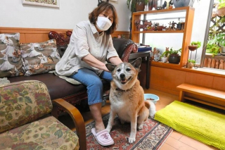 Illustration de l'article : Rescapé d'un grave accident, cet ancien chien errant s'est donné pour mission de veiller sur les écoliers