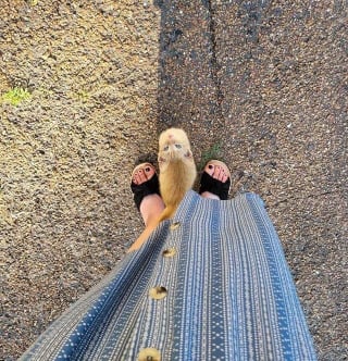 Illustration de l'article : Elle sauve un chaton coincé dans un arbre et lui offre un abri. Il conquiert le cœur de son mari, qui était réticent !