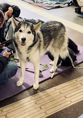 Illustration de l'article : 20 photos de citoyens ukrainiens se mettant à l'abri avec leurs précieux animaux de compagnie