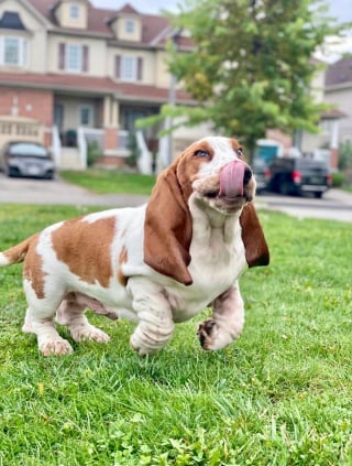 Illustration de l'article : 15 chats et chiens qui n'étaient pas prêts pour la photo !