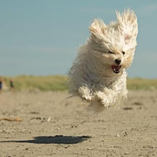 Illustration de l'article : 15 chats et chiens qui n'étaient pas prêts pour la photo !