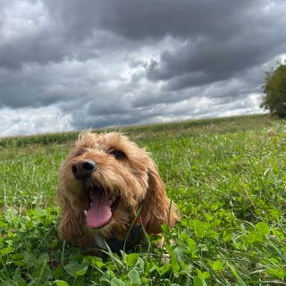 Illustration de l'article : Vous recherchez des lieux qui autorisent la présence des chiens ? Rendez-vous sur le site Toutouspot !