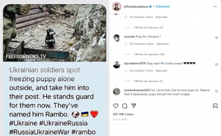 Illustration de l'article : Sylvester Stallone partage l'histoire et la photo d'un chiot ukrainien nommé "Rambo" recueilli par les soldats !