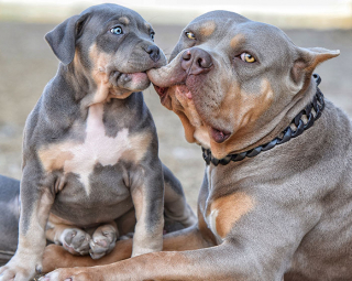 Illustration de l'article : 20 photos d'animaux qui découvrent les joies de la parentalité