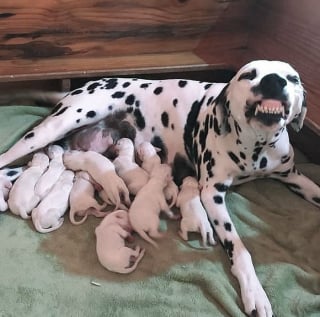 Illustration de l'article : 20 photos d'animaux qui découvrent les joies de la parentalité