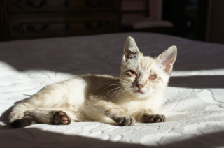 Illustration de l'article : Mourant et livré à lui-même, un chaton peut remercier sa bonne étoile d'avoir fait une rencontre salvatrice