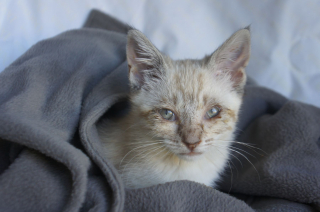 Mourant Et Livre A Lui Meme Un Chaton Peut Remercier Sa Bonne Etoile D Avoir Fait Une Rencontre Salvatrice