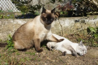 Illustration de l'article : Mourant et livré à lui-même, un chaton peut remercier sa bonne étoile d'avoir fait une rencontre salvatrice