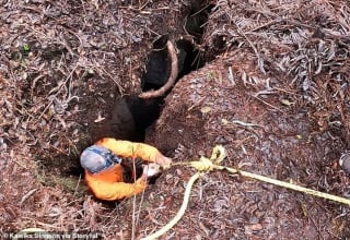 Illustration de l'article : Un aventurier héroïque descend dans un volcan actif pour sauver un chien piégé depuis 2 jours (vidéo)