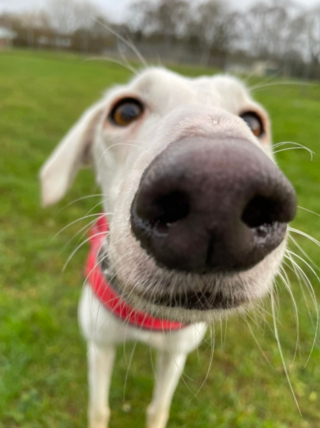 Illustration de l'article : Une chienne au look unique en raison de ses pattes jaunes cherche sa nouvelle maison pour toujours