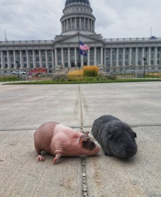 Illustration de l'article : 10 photos illustrant les aventures de 2 adorables cochons d'Inde