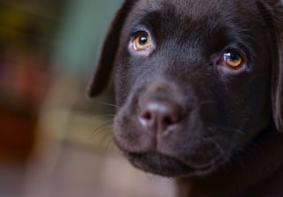 Illustration de l'article : La police forme 2 chiots Labradors pour lutter contre les problèmes de santé mentale dans les écoles