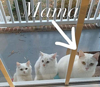 Illustration de l'article : Une chatte et ses petits attendent devant la porte d'une maison jusqu'à ce qu'une bonne âme les prenne en charge