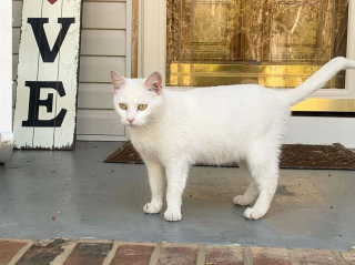 Illustration de l'article : Une chatte et ses petits attendent devant la porte d'une maison jusqu'à ce qu'une bonne âme les prenne en charge