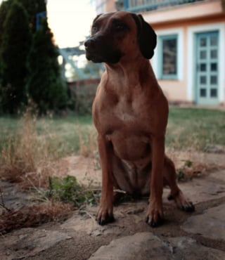 Illustration de l'article : 19 photos de Rhodesian Ridgebacks, une race de chien originaire d'Afrique du Sud