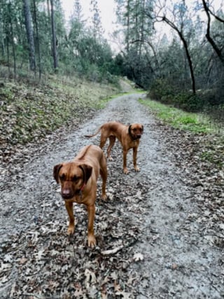 Illustration de l'article : 19 photos de Rhodesian Ridgebacks, une race de chien originaire d'Afrique du Sud