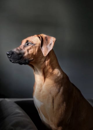 Illustration de l'article : 19 photos de Rhodesian Ridgebacks, une race de chien originaire d'Afrique du Sud