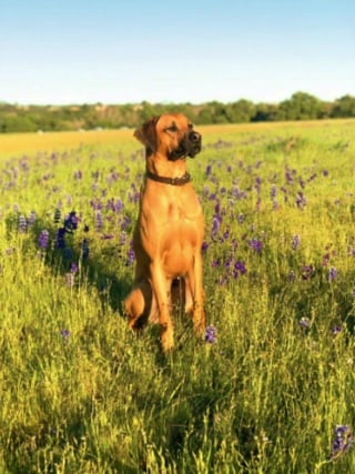 Illustration de l'article : 19 photos de Rhodesian Ridgebacks, une race de chien originaire d'Afrique du Sud