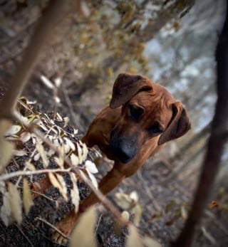 Illustration de l'article : 19 photos de Rhodesian Ridgebacks, une race de chien originaire d'Afrique du Sud