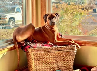 Illustration de l'article : 19 photos de Rhodesian Ridgebacks, une race de chien originaire d'Afrique du Sud