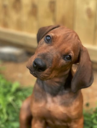 Illustration de l'article : 19 photos de Rhodesian Ridgebacks, une race de chien originaire d'Afrique du Sud