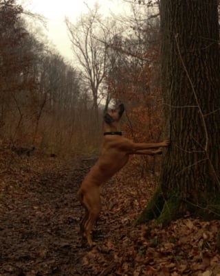 Illustration de l'article : 19 photos de Rhodesian Ridgebacks, une race de chien originaire d'Afrique du Sud