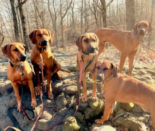 Illustration de l'article : 19 photos de Rhodesian Ridgebacks, une race de chien originaire d'Afrique du Sud