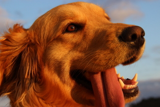 rencontres amoureux des chiens