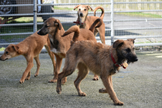 Illustration de l'article : Une mère et sa fille partagent 1 700 portraits de chiens qu'elles ont sauvés depuis la création de leur association à domicile