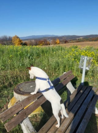 Illustration de l'article : 20 photos de Jack Russell Terriers, des petites boules de poils affectueuses et joyeuses