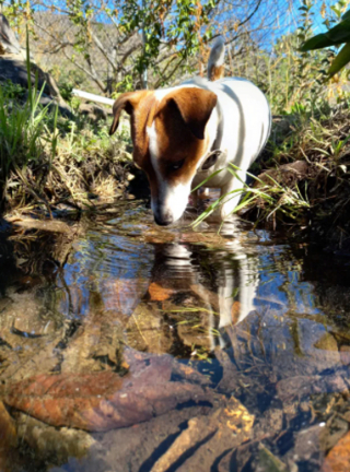 Illustration de l'article : 20 photos de Jack Russell Terriers, des petites boules de poils affectueuses et joyeuses