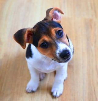 Illustration de l'article : 20 photos de Jack Russell Terriers, des petites boules de poils affectueuses et joyeuses