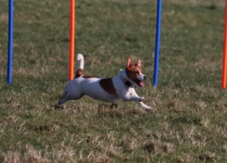 Illustration de l'article : 20 photos de Jack Russell Terriers, des petites boules de poils affectueuses et joyeuses