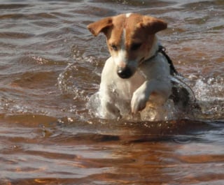 Illustration de l'article : 20 photos de Jack Russell Terriers, des petites boules de poils affectueuses et joyeuses