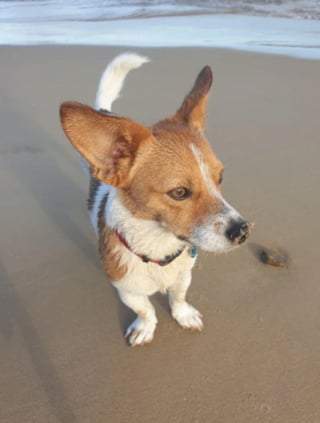 Illustration de l'article : 20 photos de Jack Russell Terriers, des petites boules de poils affectueuses et joyeuses