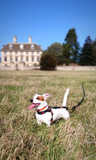 Illustration de l'article : 20 photos de Jack Russell Terriers, des petites boules de poils affectueuses et joyeuses