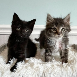 Illustration de l'article : 2 chatons découverts en mauvaise santé reçoivent l'accueil le plus doux de la part des chats de leur famille d'accueil