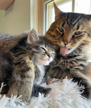 Illustration de l'article : 2 chatons découverts en mauvaise santé reçoivent l'accueil le plus doux de la part des chats de leur famille d'accueil