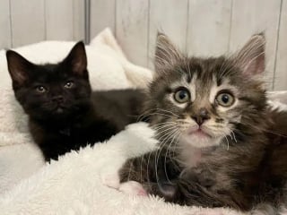 Illustration de l'article : 2 chatons découverts en mauvaise santé reçoivent l'accueil le plus doux de la part des chats de leur famille d'accueil