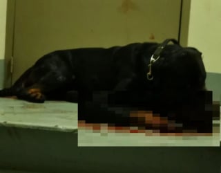 Illustration de l'article : Action Protection Animale intervient pour tenter de sauver un Rottweiler violemment battu. Son maître placé en garde à vue !